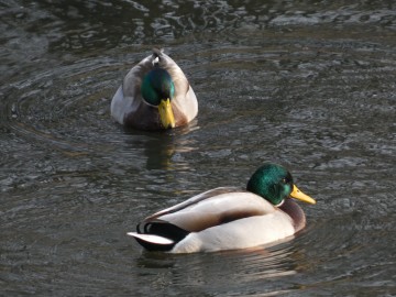 Spacer po Sieradzu w ramach Zimowego Ptakoliczenia 2025, 